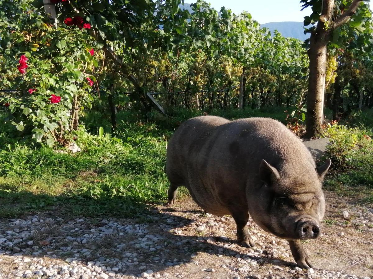 Kerschbamerhof Im Sueden Suedtirols コルタッチャ エクステリア 写真
